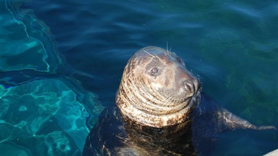 Den stolte far Luffe. Foto: Nordsøen Oceanarium