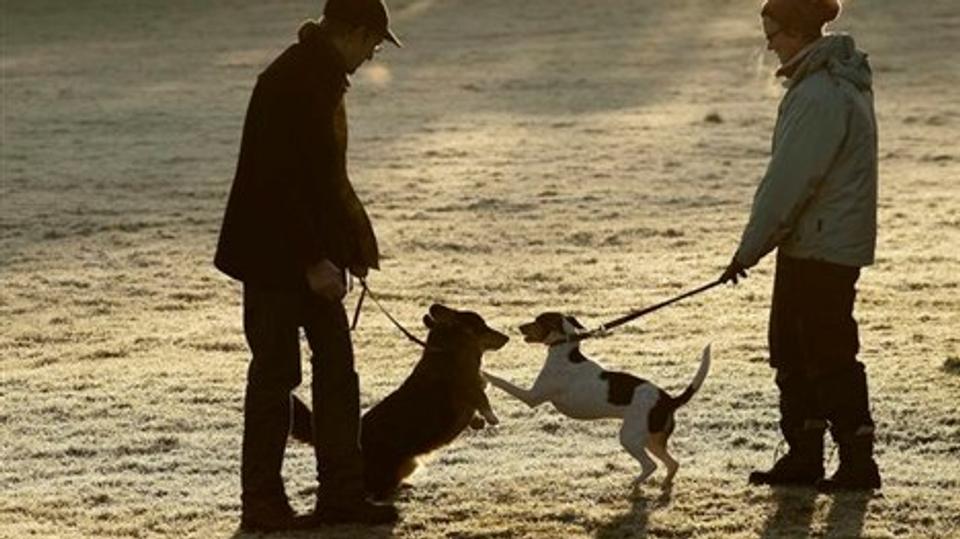 Hundene bliver socialiseret, når de kommer til træning i DcH - de møder andre hunde og mennesker, og lærer på den måde at begå sig. Mødet på billedet forløb med stor begejstring og glad haleføring - gensynsglæden var stor.