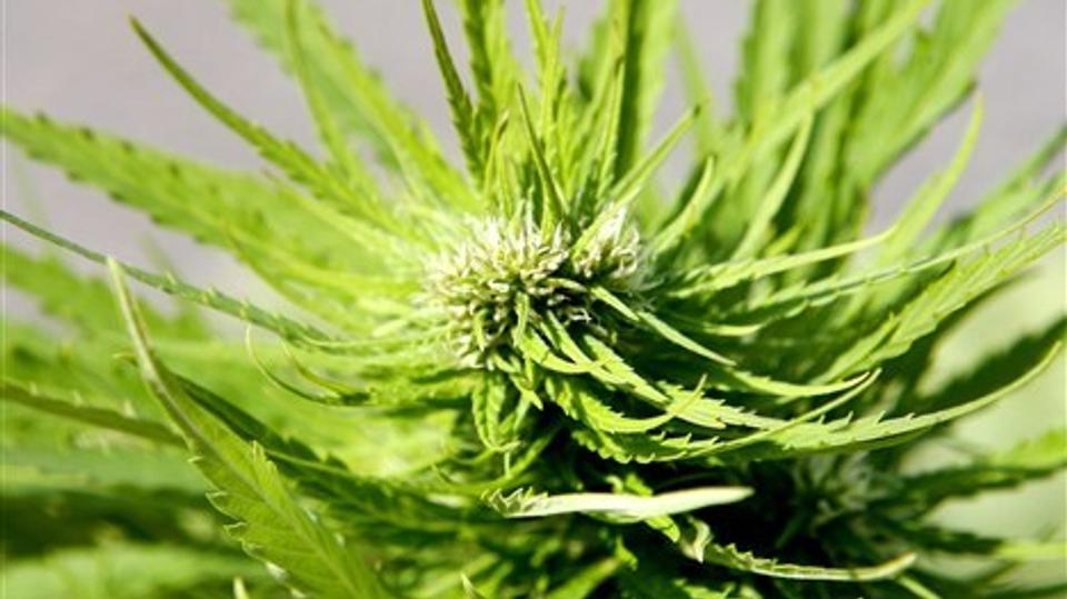 Ny forskning viser, at lungerne ikke tager skade af marihuana. Arkivfoto
