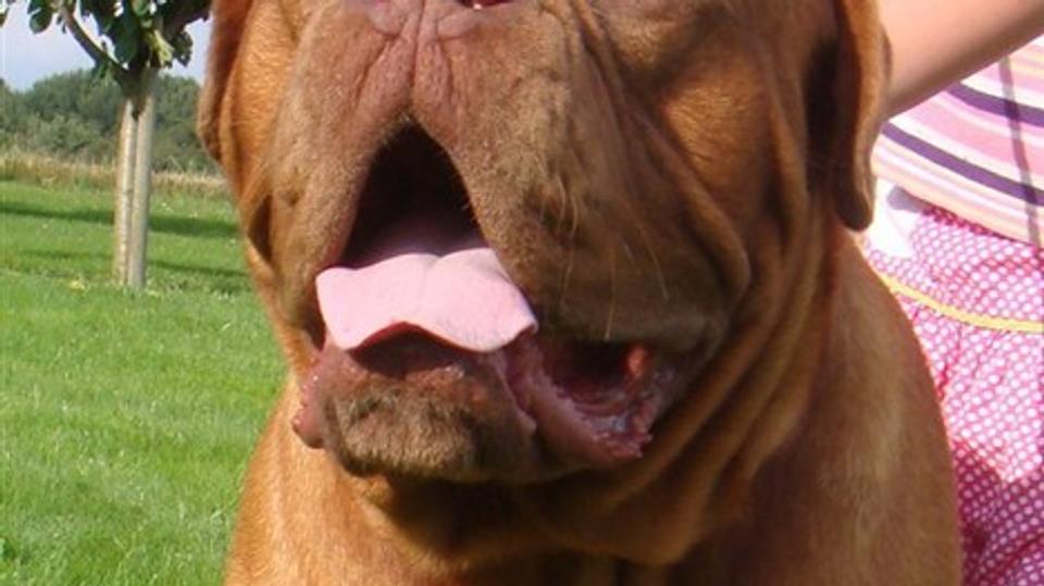 Hunden Lisbeth løb hjemmefra tirsdag. Privatfoto