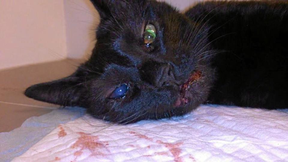 Mandag lagde Osvalds ejer dette billede af den medtagne kat på Facebook sammen med en opfordring til at henvende sig, hvis man kendte noget til sagen. Billedet er siden blevet delt over 20.000 gange. Privatfoto.