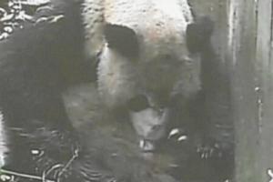 TV: Se sjælden panda-fødsel