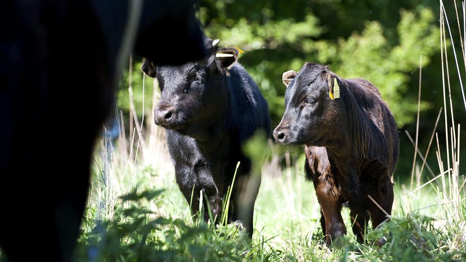 Græssende kvæg skal hjælpe på Læsøs økonomi. Arkivfoto: Lars Pauli <i>Lars Pauli</i>