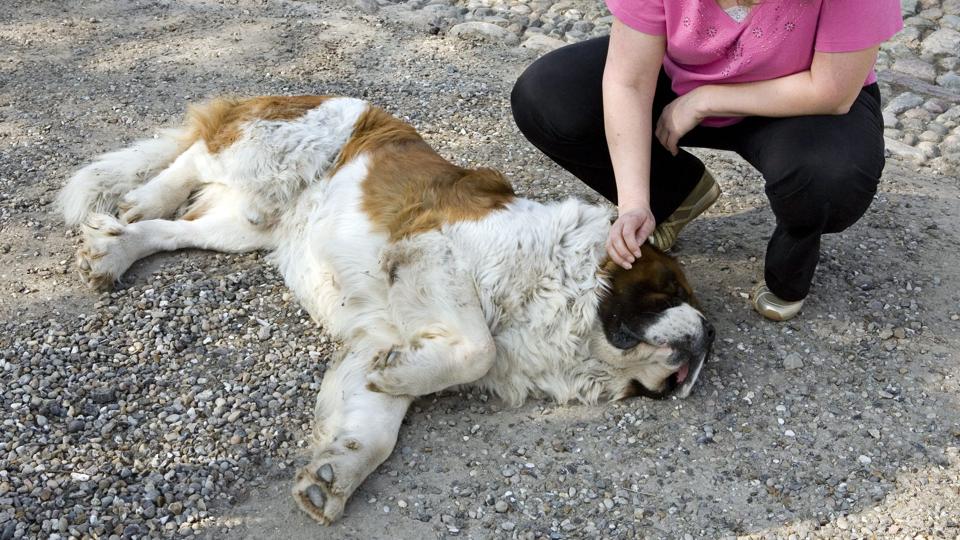 Fødevareminister Mette Gjerskov modtog onsdag de kremerede rester af en død hund med posten. Arkivfoto <i>Pressefotograf Henrik Bo</i>