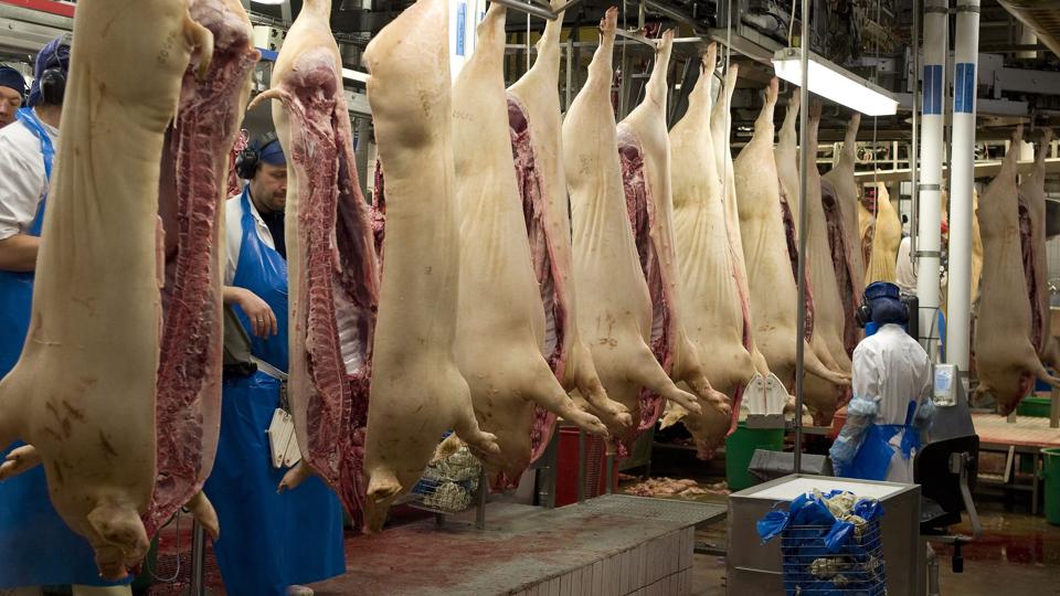 Indtil videre er produktionen på slagteriet i Sæby uberørt af eksportstoppet. Arkivfoto: Kim Dahl Hansen <i>Pressefotograf Kim Dahl Hansen</i>