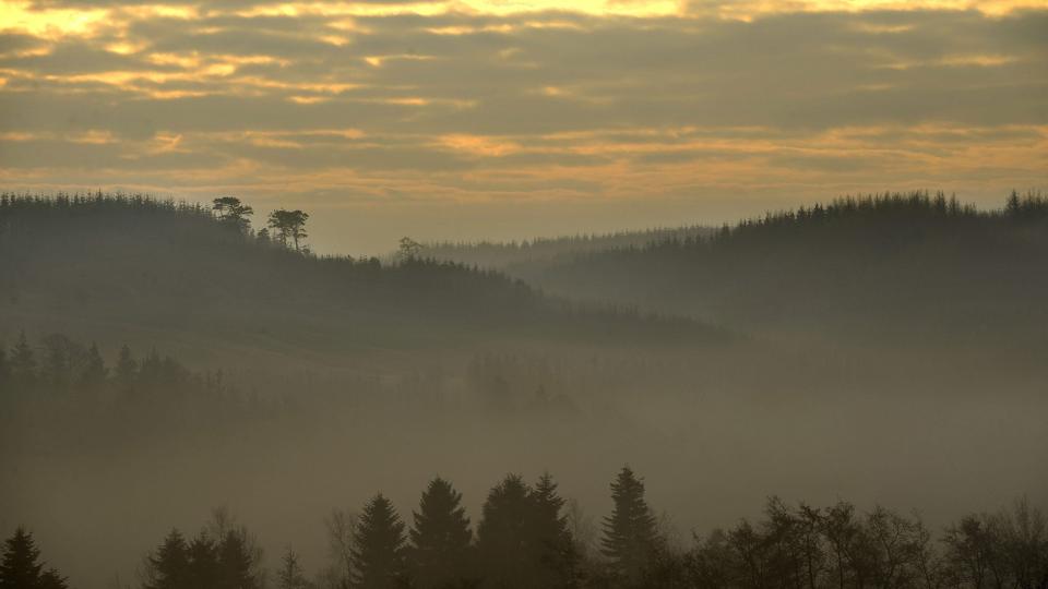 Kvinden var faret vild i Rold Skov. Arkivfoto <i>Michael Koch</i>