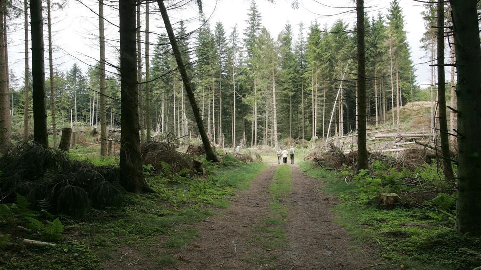 95 hektar skov bliver fredet, hvis det står til flertallet i byrådet. Men på den betingelse, at der vil kunne gives dispensation til et vandværk i området. Arkivfoto: Kurt Bering