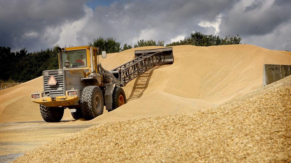 1500 millioner kg korn eller mere skal bjærges fra markerne i Nordjylland den kommende måned. Optakten er lovende. Arkivfoto: Peter Mørk <i>Peter Mørk</i>
