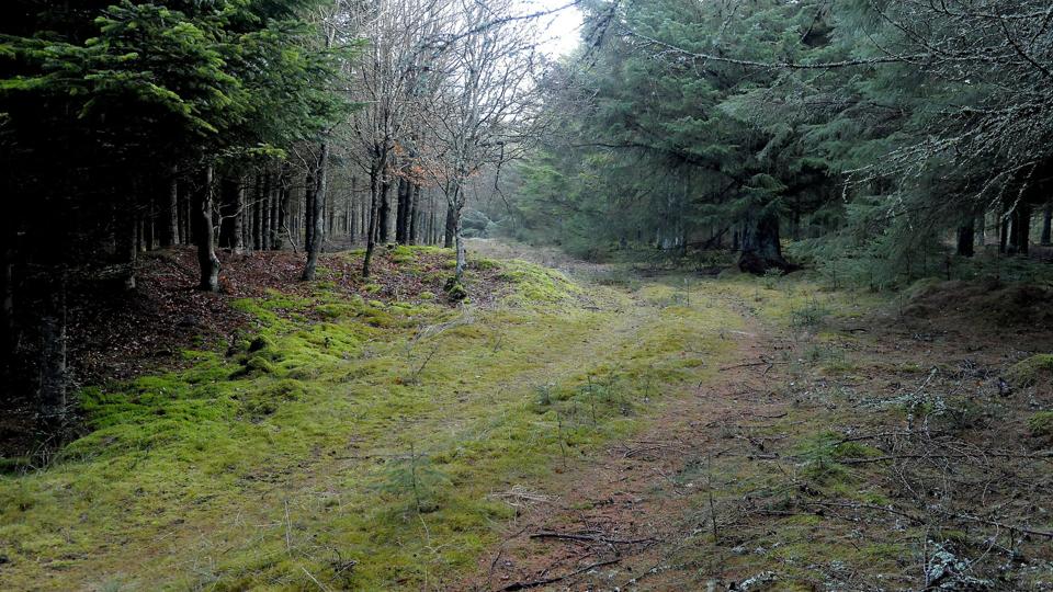 Alle skal have mulighed for at nyde statens skove - uanset om det er som jægere, svampesamlere, mountainbikere eller på en søndagstur til fods. Og de forskellige aktiviteter skal foregå uhindret af hinanden. Foto: Peter Mørk <i>Foto: Peter Mørk</i>