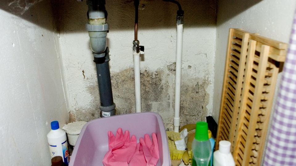 Det er ikke altid, man kan se skimmelssvampen, men ellers kan den se sådan ud. Foto: OBH-gruppen <i>Scanpix Denmark</i>