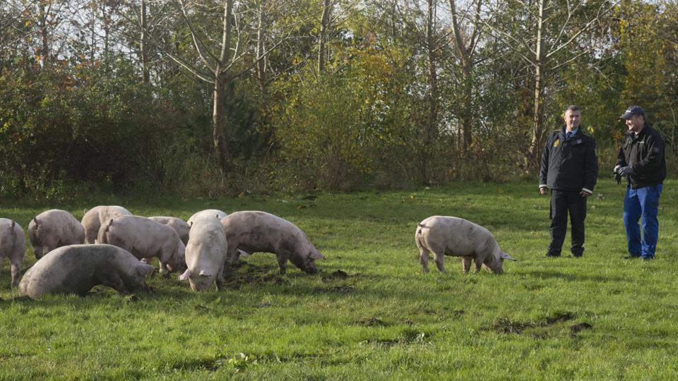 Det lykkedes at redde langt hovedparten af grisene ud af den brændende stald. Foto: Henrik Louis