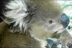 TV: Koala reddet fri af fælde