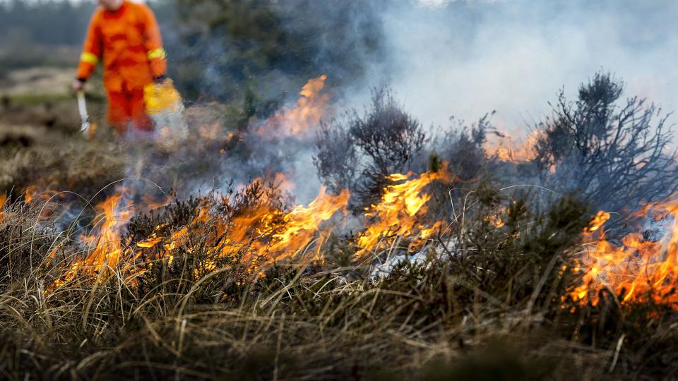 I går blev der sat ild til De himmerlandske Heder. Det ser dramatisk ud, men er i virkeligheden en tiltrængt foryngelseskur. Lyngheden har godt af at blive brændt af med jævne mellemrum. <i>Lars Pauli</i>