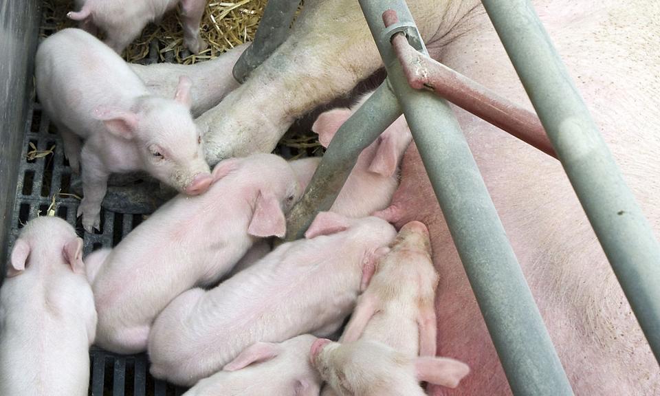 Smågrise i konventionelle besætninger bliver taget fra soen, når de er fire uger gamle, hos økologiske producenter, når de er syv uger. Arkivfoto