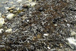 Limfjordens fisk og skaldyr dør