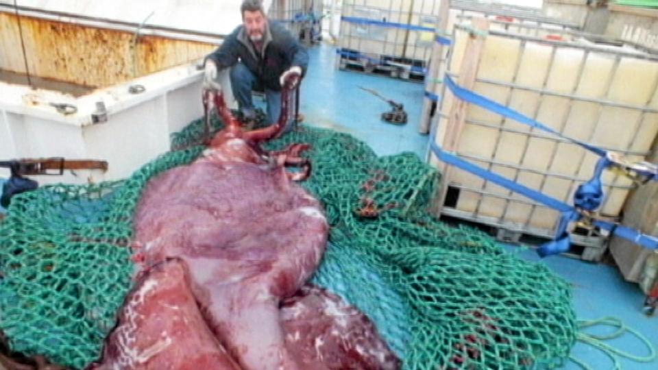 Den store blæksprutte blev skåret op af havbiologer. Foto: ritzau tv