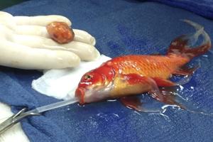 Guldfisk opereret for livstruende hjernetumor