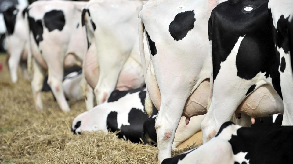 1,5 kilo mælk mere om dagen pr. ko. Så meget steg produktiviteten hos mælkeproducenterne i Agri Nord, og det var mere end nok til at kompensere for faldende priser.