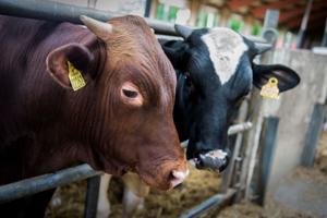 Kalvekød: Dansk storproducent giver op