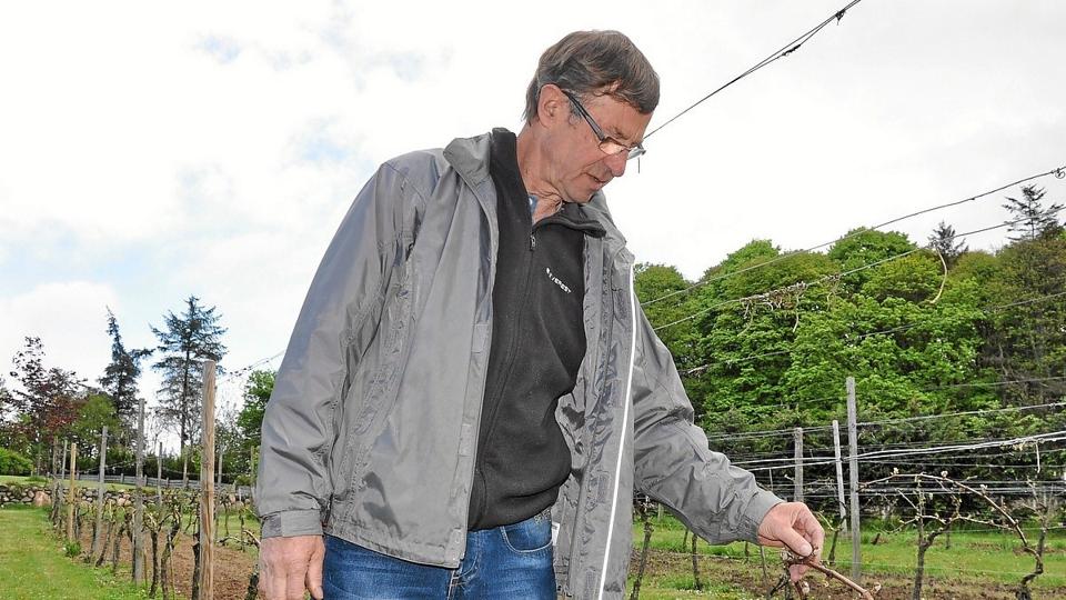 Mogens inspicerer nogle af de vinstokke, som er lavest placeret, og som nattefrosten har været hård ved. Foto: Ole Torp <i>Ole Torp</i>