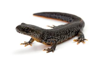 Gigantfund: Salamandere så store som biler