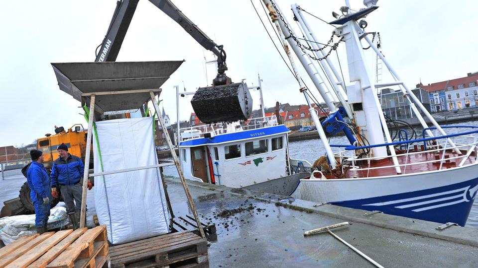 Skaldyrserhvervet er et af de potentialer, Mors kan udvikle yderligere frem mod 2030. Arkivfoto: Ole Iversen