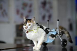 Handicappet kat - nu med kørestol