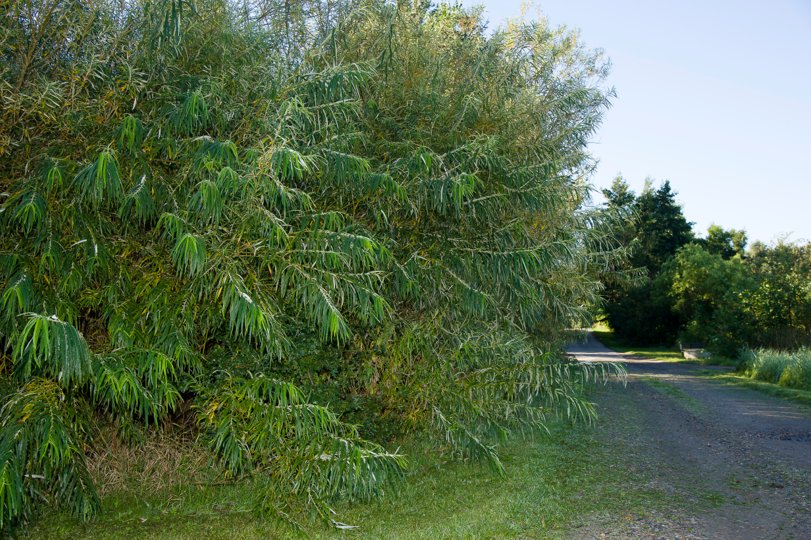 Båden og traileren blev stjålet fra Ejerslev Lyng. <i>Arkivfoto: Bo Lehm</i>