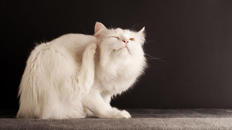 Katte kan ikke tåle loppemidler, der er beregnet til hunde. Foto: Iris/Scanpix