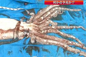 Kæmpeblæksprutte fanget