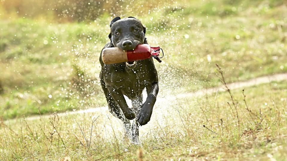 Omkring 100 hunde konkurrerer på søndag i at apportere vildt. Foto: Jan Jørgensen