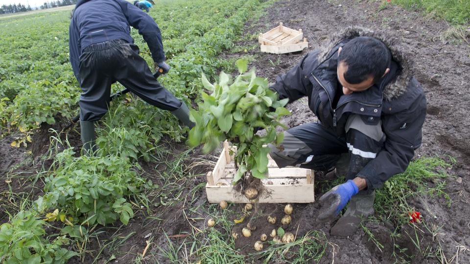 16 asylansøgere var mandag godt i gang med at grave nye kartofler op fra marken ved Gyvelvænget i Hanstholm.