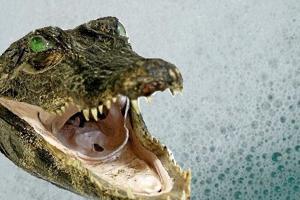 Hov! Der er en krokodille i mit badekar