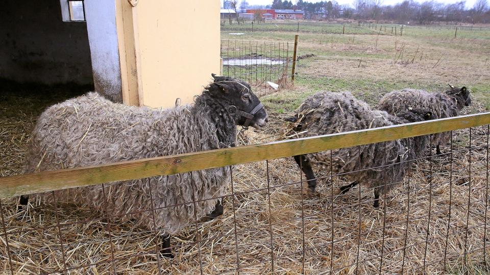 På Markedsgade 53 D lever disse by-får i bedste velgående. Foto: Ole Geerthsen