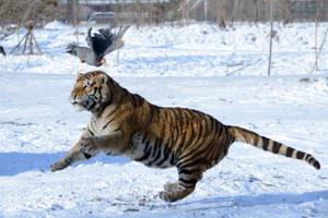 Tiger på kyllingejagt