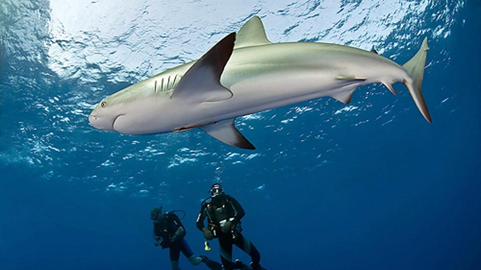 I fremtiden kan hajer og hvaler bliver væsentligt større, end de er i dag. Arkivfoto