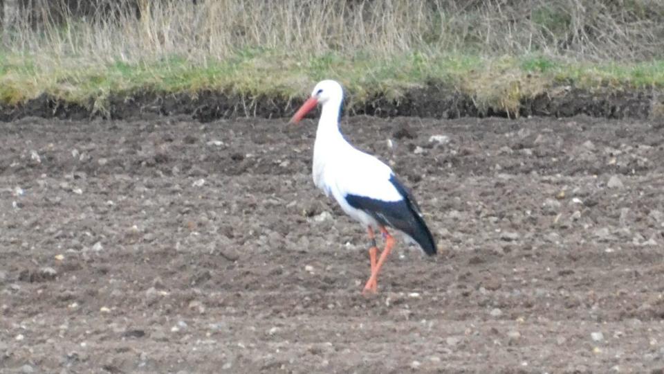 Er storken allerede kommet til Nordjylland? Dette billede blev taget i Thy i april sidste år, et mere normalt tidspunkt på året til at spotte storke. Arkivfoto