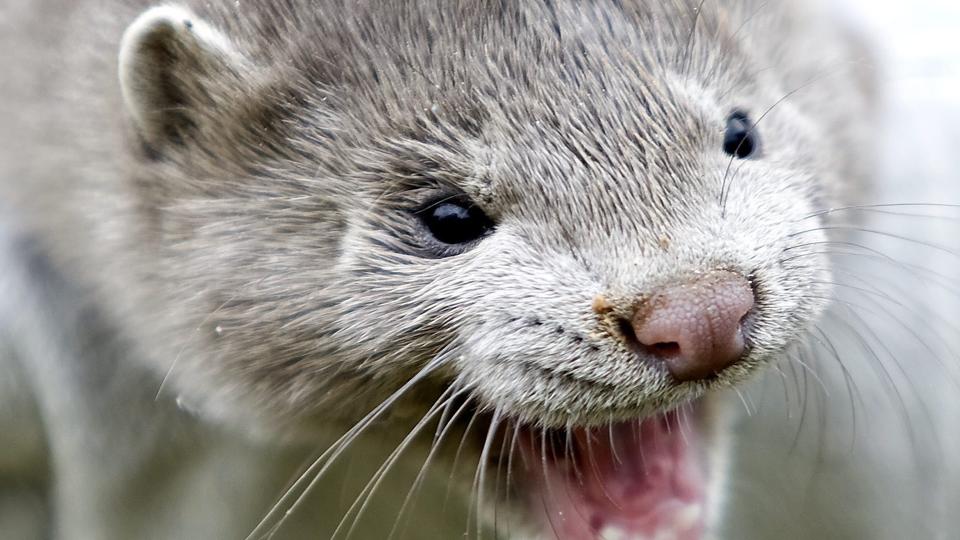 Lagrene er tomme. Kineserne har igen brug for pelsværk. Det ses på auktionspriserne. Arkivfoto: <i>Pressefotograf Torben Hansen</i>