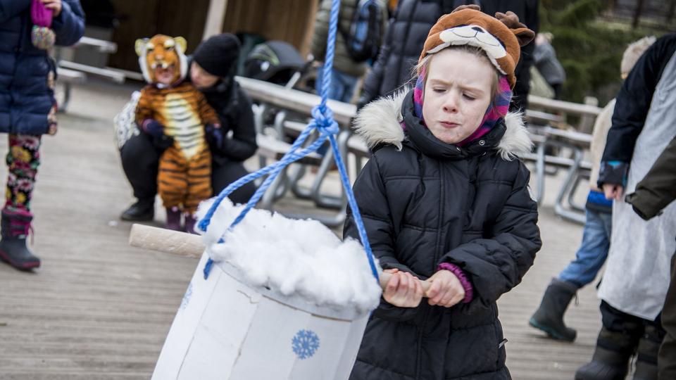 Der blev gået til sagen, da Aalborg Zoo søndag fejrede fastelavn med 50 tønder. Foto: Sarah Würtz <i>Foto: Sarah Würtz</i>
