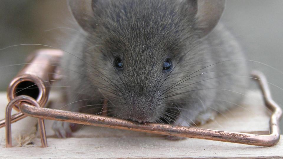 En musefælde alene gør det ikke. Rema 1000 i Thisted fik torsdag hjælp i jagten på en mus af en skadedyrsbekæmper med en hund, der har næse for opsnuse mus. Arkivfoto