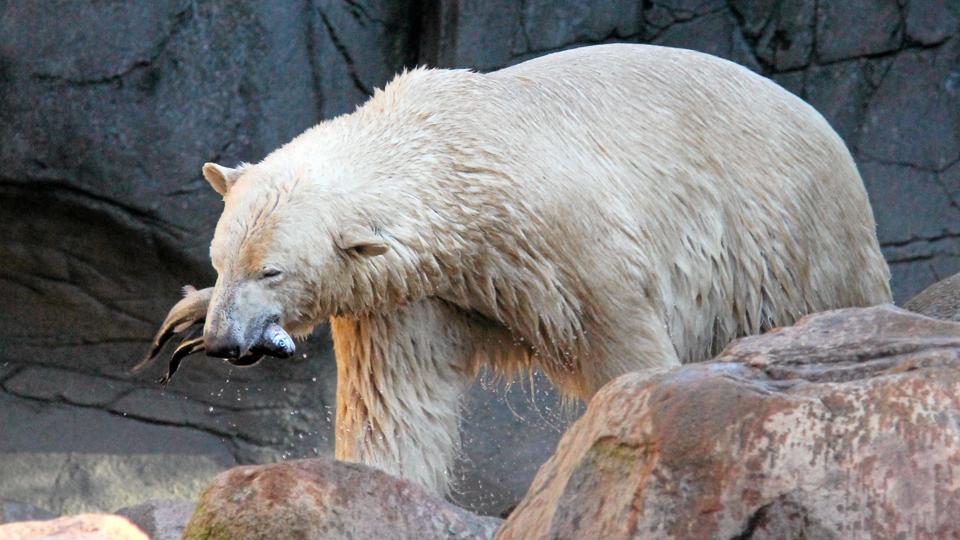 Arkivfoto: Sussi Køber, Aalborg Zoo