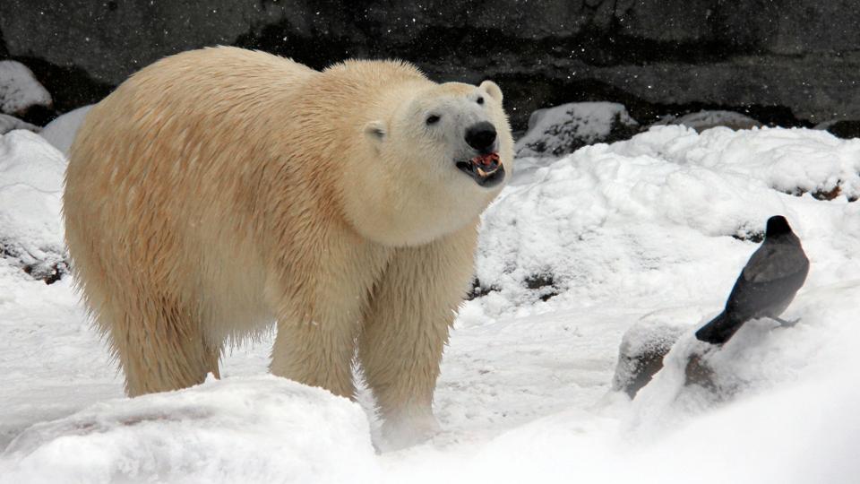 Hunisbjørnen Malik venter nu spændt på at møde Lars fra Tyskland. Arkivfoto: Sussi Køber, Aalborg Zoo
