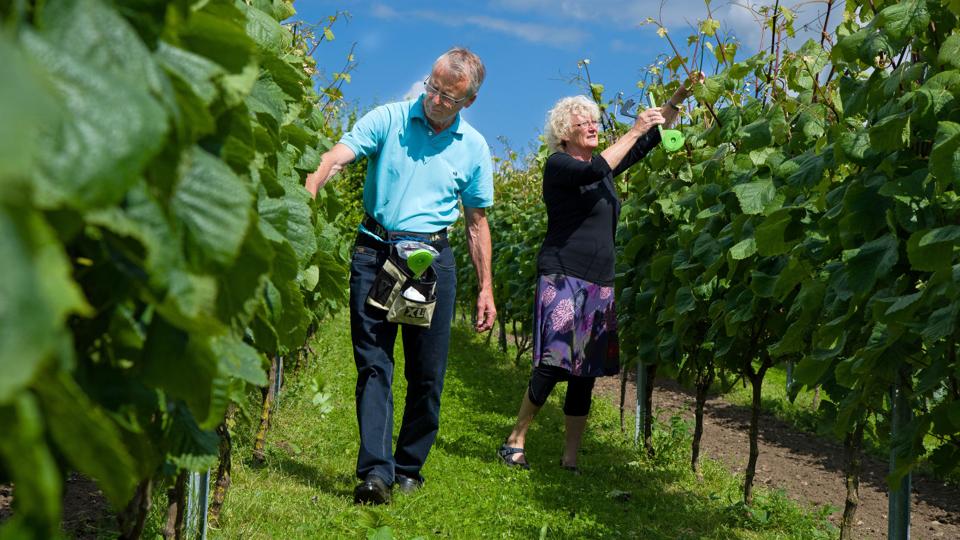 Hans Jørgen og Annelis Jørgensen på Sindbjerg Vingård slår dørene op til åbent hus lørdag - trods udsigt til en svag høst. Arkivfoto: Bo Lehm <i>Bo Lehm</i>
