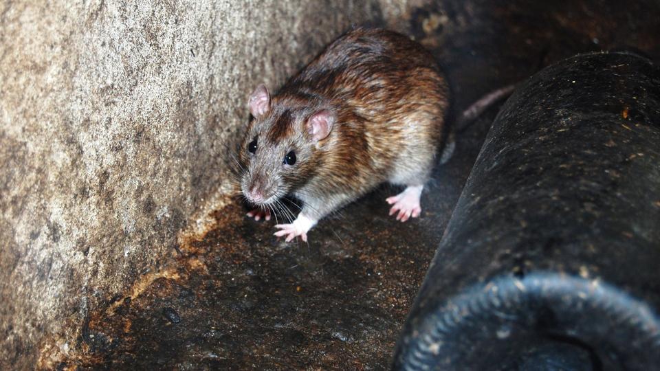 Antallet henvendelser om rotter er fordoblet i årets første tre måneder i forhold til samme periode sidste år.    Arkivfoto