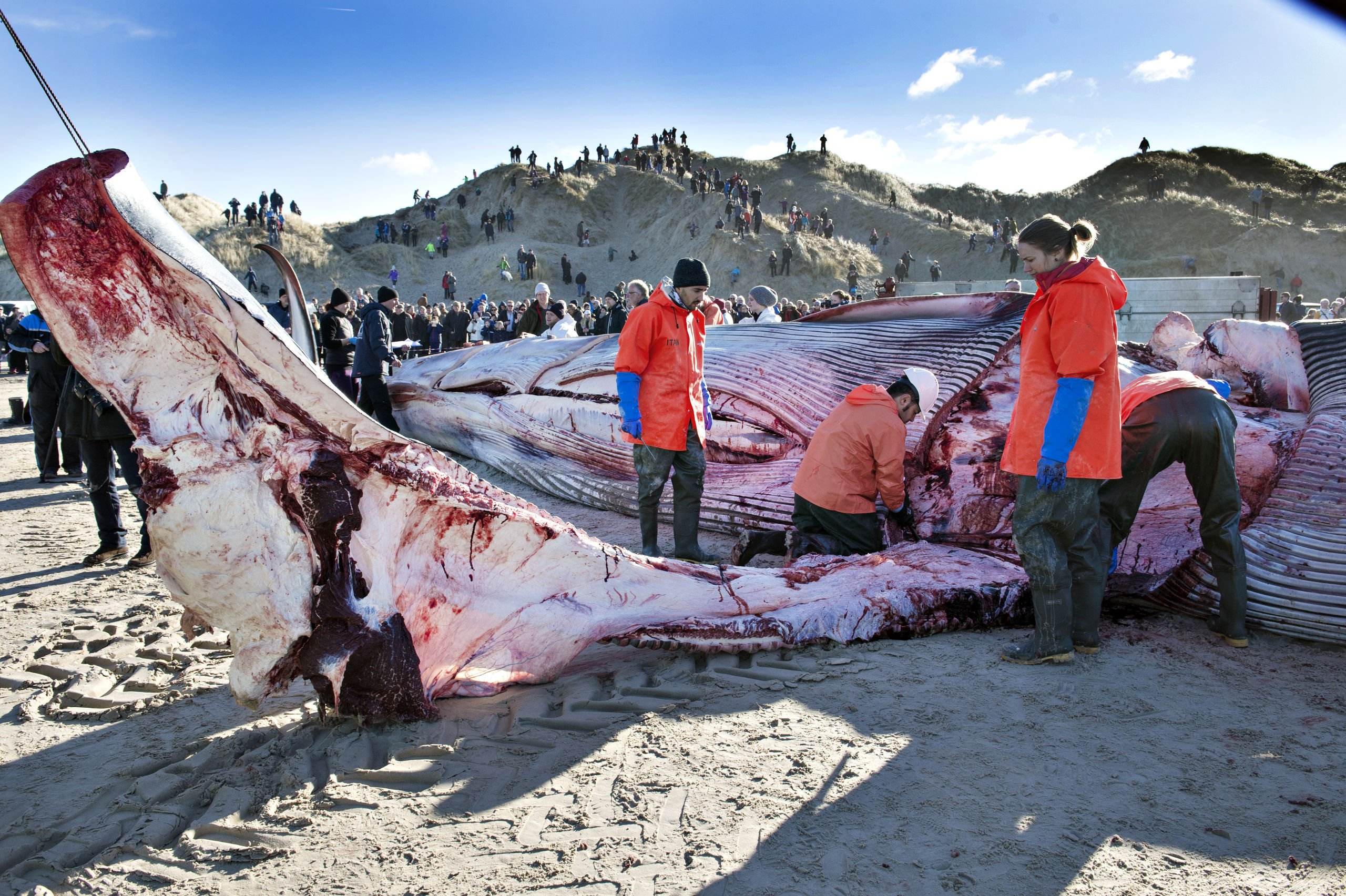 30 ton hval skåret op - se video