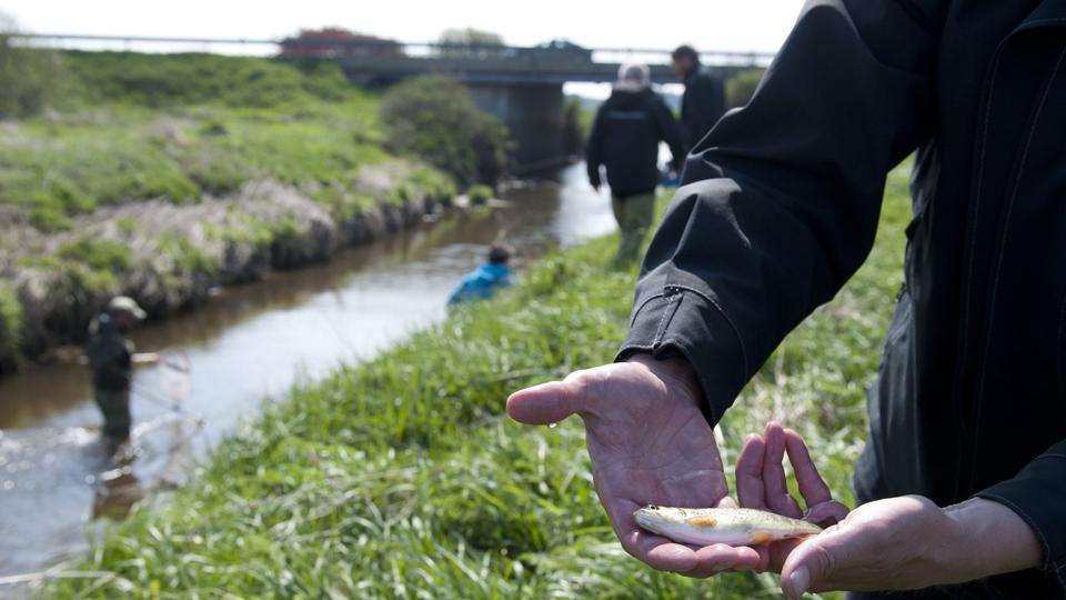 De små vandløb er vigtige gydepladser for fisk. Derfor er det vigtigt, at de også bliver omfattet af EUs beskyttelsesregler, mener både grønne organisationer og kommunale embedsmænd. Men regeringen vil fritage dem. Arkivfoto: Kurt Bering <i>Kurt Bering</i>