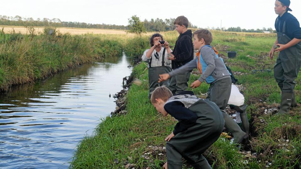 Gydepladserne skal studeres af Det Grønne Råd. Arkivfoto