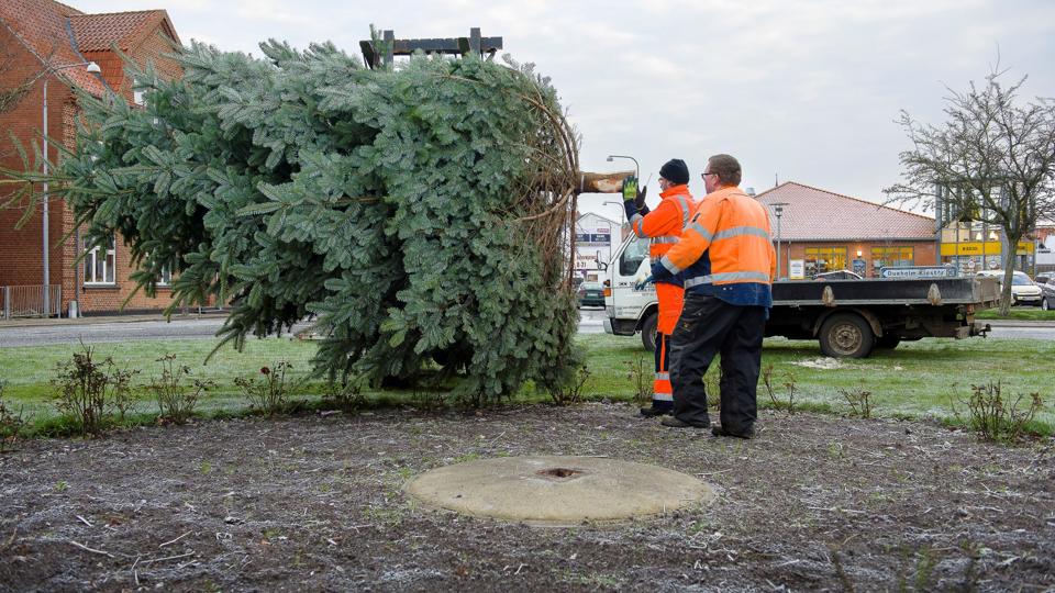 Årets juletræ i rundkørslen ved Netto er leveret fra Bernt Bulls have på Kastanje Alle i Nykøbing. Foto: Bo Lehm