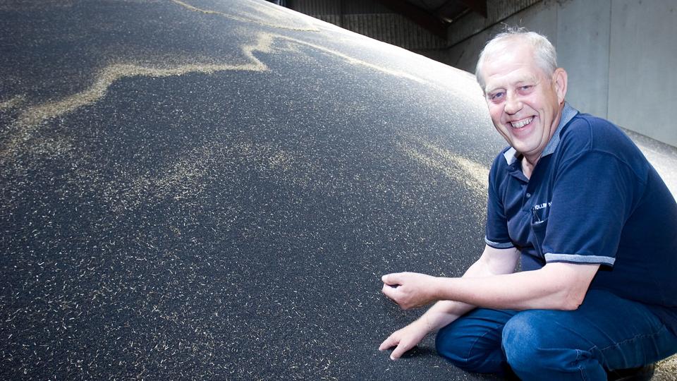 Kresten Pedersen vurderer, at årets rapshøst bliver af fin kvalitet og med pæne udbytter. Men rapshøsten er sen i år. Billeder her er taget 23. juli 2007. I år modtog Mollerup Mølle den første raps i sidste uge. Arkivfoto: Bo Lehm.