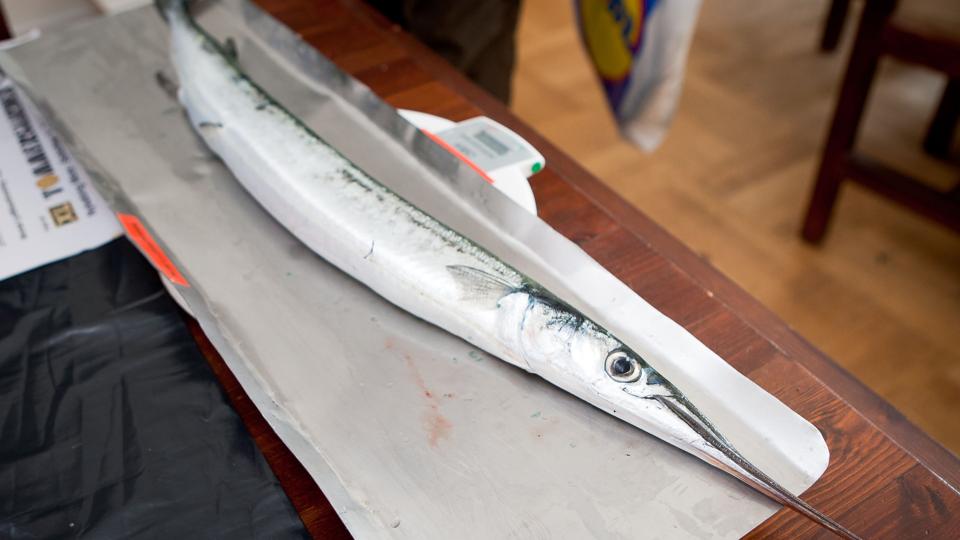 At få en hornfisk på krogen er målet, når der søndag arrangeres hornfiskekonkurrence på Mors. Arkivfoto: Bo Lehm
